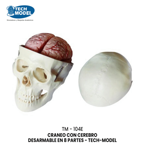 CEREBRO EN 3 PARTES DESARMABLE - TM-304 - TECH-MODEL