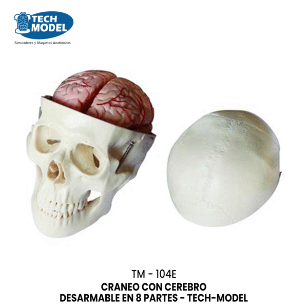 TM-104E CEREBRO EN 3 PARTES DESARMABLE - TM-304 - TECH-MODEL