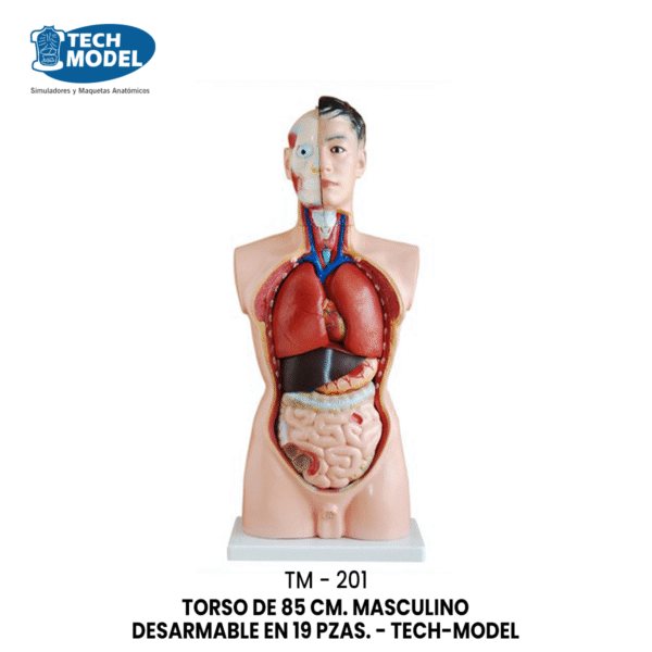 TM-201 TORSO DE 85 CM. MASCULINO DESARMABLE EN 19 PZAS.