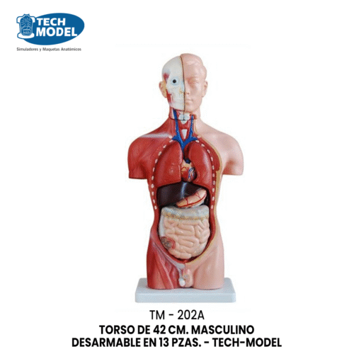 TM-202A TORSO DE 42 CM. ASEXUAL DESARMABLE EN 13 PARTES