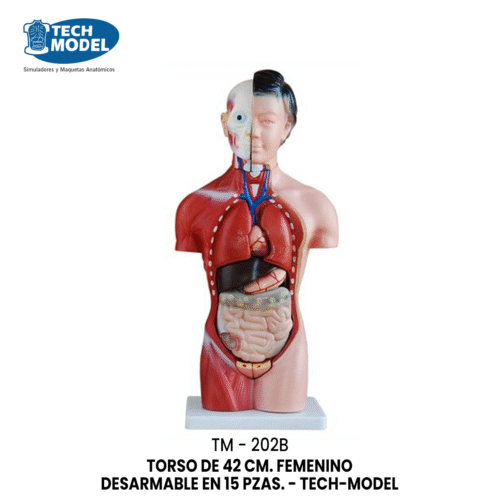 TM-202B TORSO DE 42 CM. FEMENINO DESARMABLE EN 15 PZAS. - TM-202B - TECH-MODEL