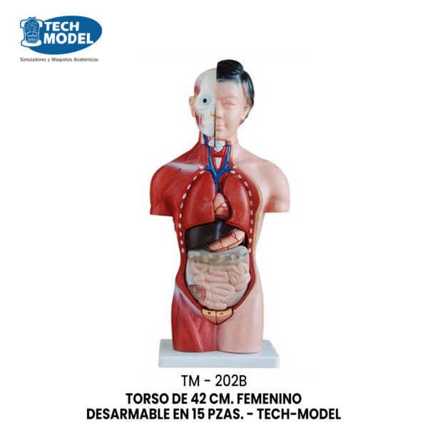TM-202B TORSO DE 42 CM. FEMENINO DESARMABLE EN 15 PZAS. - TM-202B - TECH-MODEL