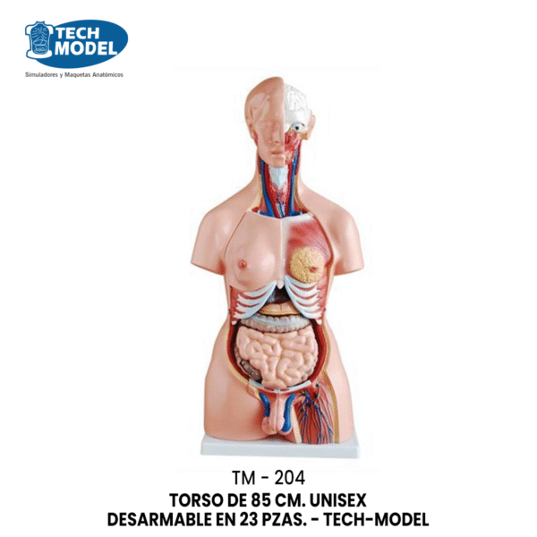 TM-204 TORSO DE 85 CM. UNISEX DESARMABLE EN 23 PZAS. - TM-204 - TECH-MODEL