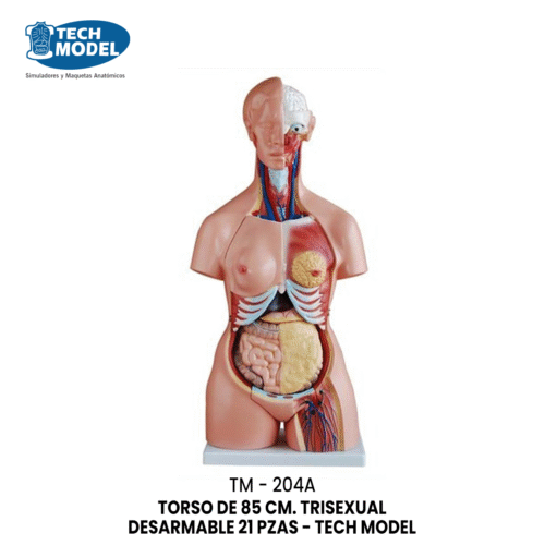 TM-204A TORSO DE 85 CM. TRISEXUAL DESARMABLE 21 PZAS - TM-204A - TECH MODEL