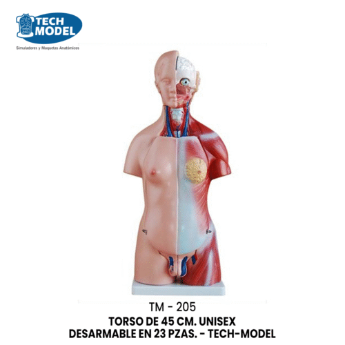 TM-205 TORSO DE 45 CM. UNISEX DESARMABLE EN 23 PZAS. - TM-205 - TECH-MODEL