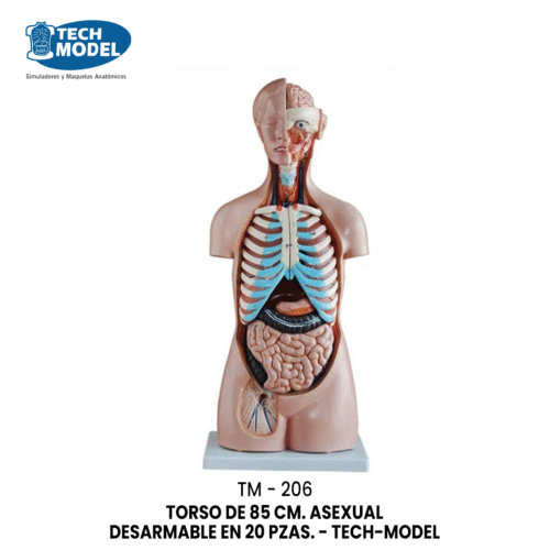 TM-206 TORSO DE 85 CM. ASEXUAL DESARMABLE EN 20 PZAS. - TM-206 - TECH-MODEL