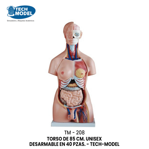 TM-208 TORSO DE 85 CM. UNISEX DESARMABLE EN 40 PZAS. - TM-208 -  TECH-MODEL