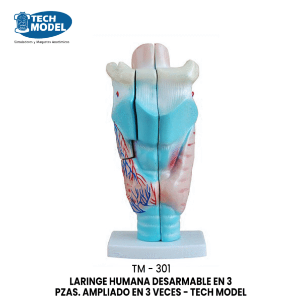 TM-301 LARINGE HUMANA DESARMABLE EN 3 PZAS. AMPLIADO EN 3 VECES