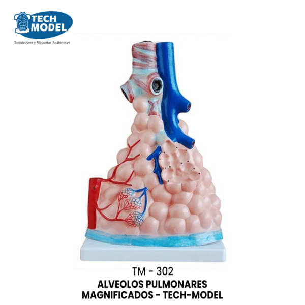 TM-302 ALVEOLOS PULMONARES MAGNIFICADOS