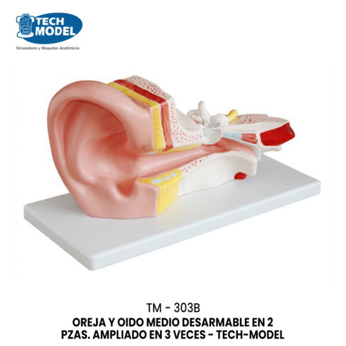 TM-303B OREJA Y OIDO MEDIO DESARMABLE EN 2 PZAS. AMPLIADO EN 3 VECES - TM-303B - TECH-MODEL