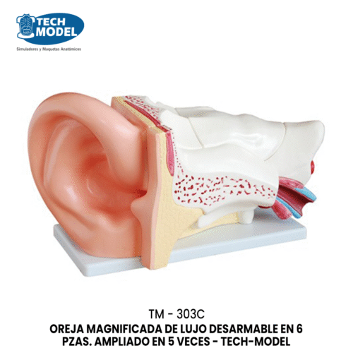 TM-303C OREJA MAGNIFICADA DE LUJO DESARMABLE EN 6 PZAS. AMPLIADO EN 5 VECES - TM-303C - TECH-MODEL