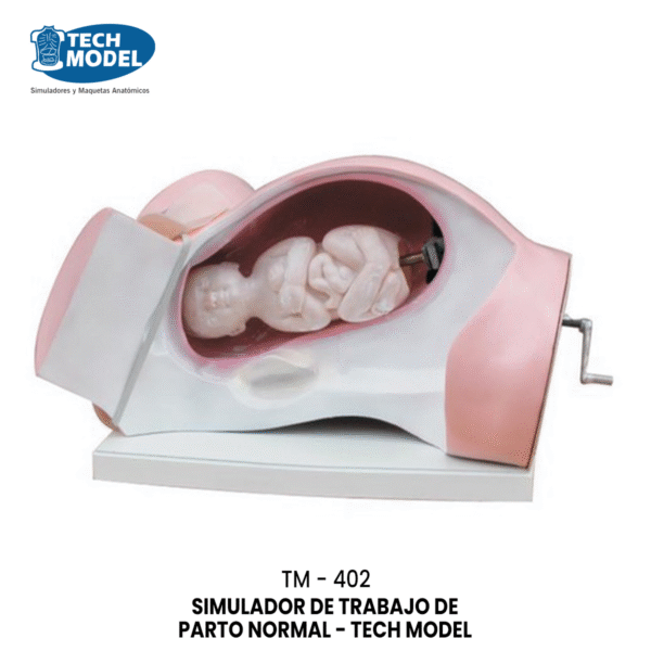 TM-402 SIMULADOR DE TRABAJO DE PARTO NORMAL