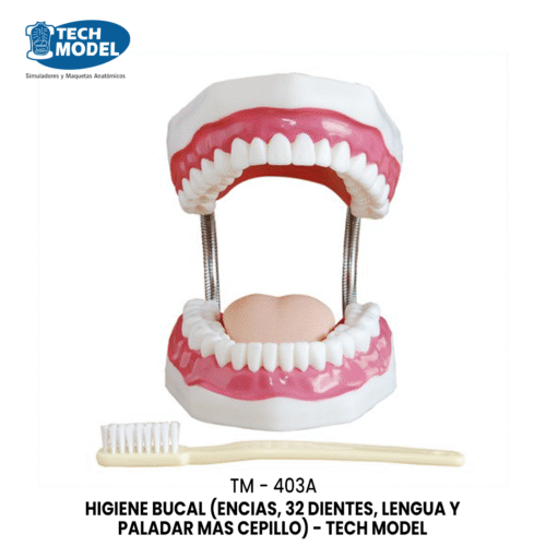 TM-403A HIGIENE BUCAL (ENCIAS, 32 DIENTES, LENGUA Y PALADAR MAS CEPILLO)