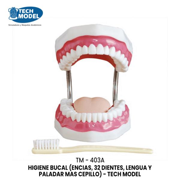 TM-403A HIGIENE BUCAL (ENCIAS, 32 DIENTES, LENGUA Y PALADAR MAS CEPILLO)