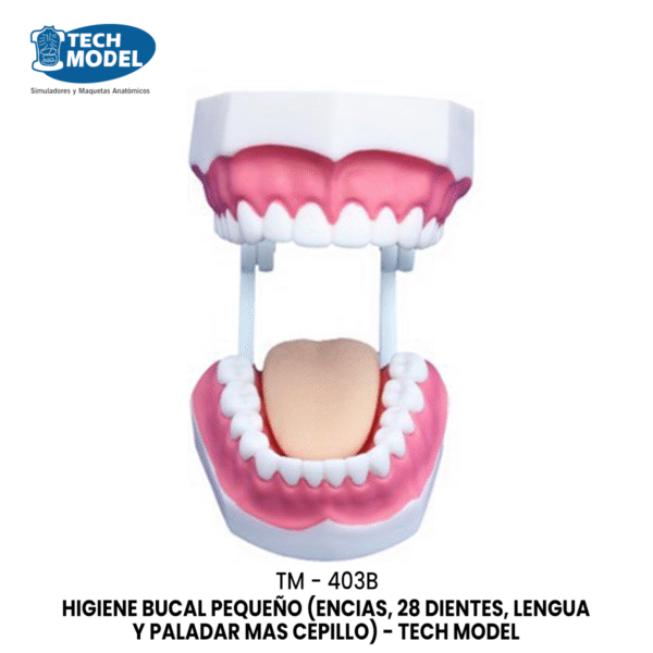 TM-403B HIGIENE BUCAL PEQUEÑO (ENCIAS, 28 DIENTES, LENGUA Y PALADAR MAS CEPILLO)