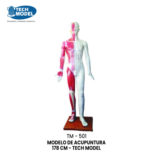 TM-501 MODELO DE ACUPUNTURA 178 CM