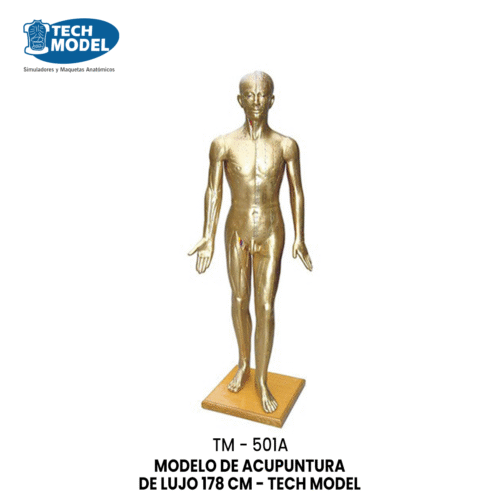 TM-501A MODELO DE ACUPUNTURA DE LUJO 178 CM