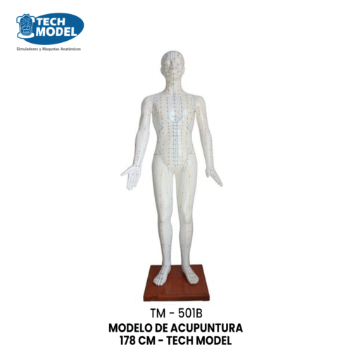 TM-501B MODELO DE ACUPUNTURA 178 CM