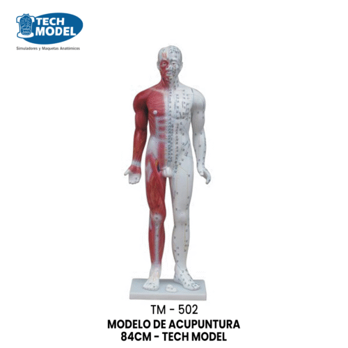 TM-502 MODELO DE ACUPUNTURA 84CM