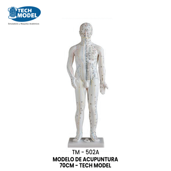 TM-502A MODELO DE ACUPUNTURA 70CM
