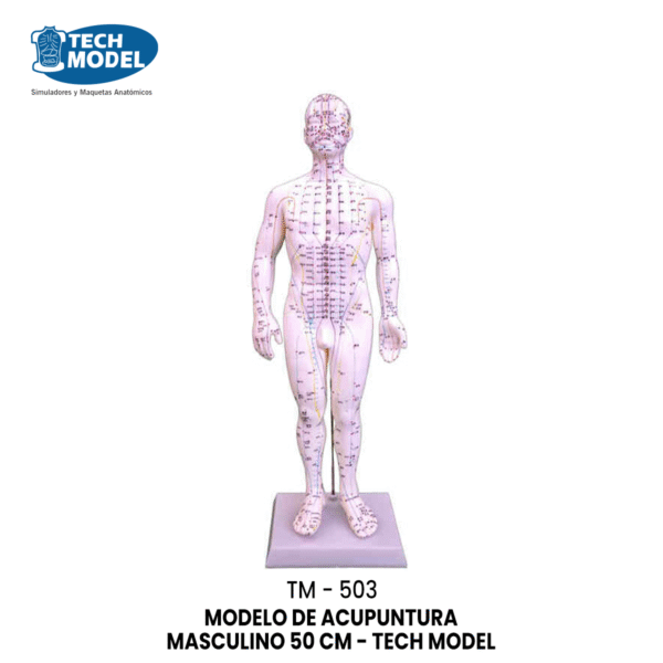 TM-503 MODELO DE ACUPUNTURA MASCULINO 50 CM