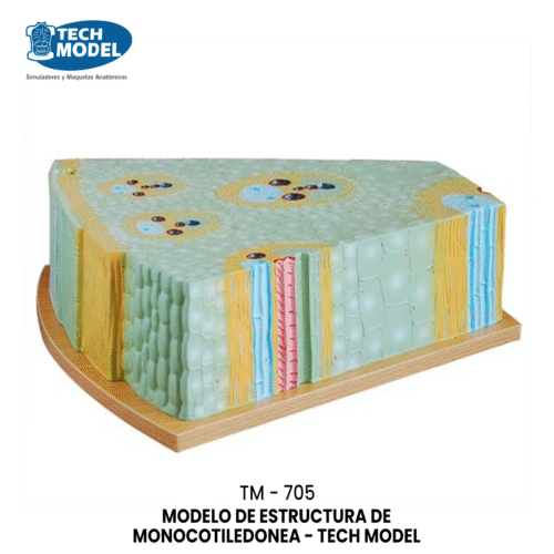 TM-705 MODELO DE ESTRUCTURA DE MONOCOTILEDONEA