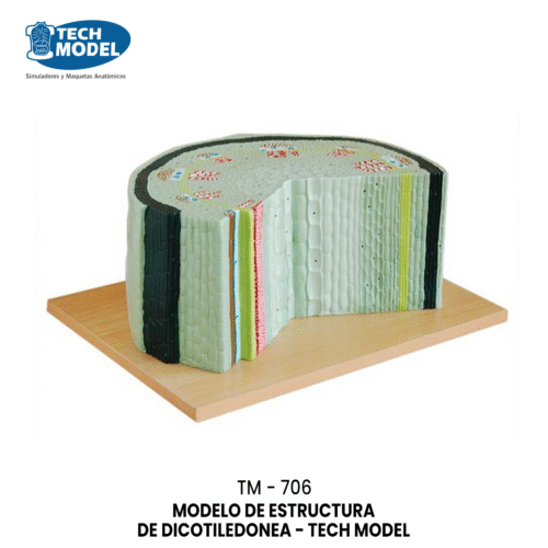 TM-706 MODELO DE ESTRUCTURA DE DICOTILEDONEA