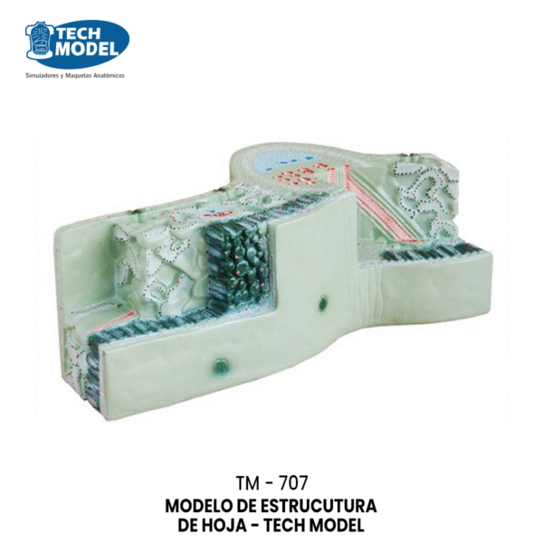 TM-707 MODELO DE ESTRUCUTURA DE HOJA