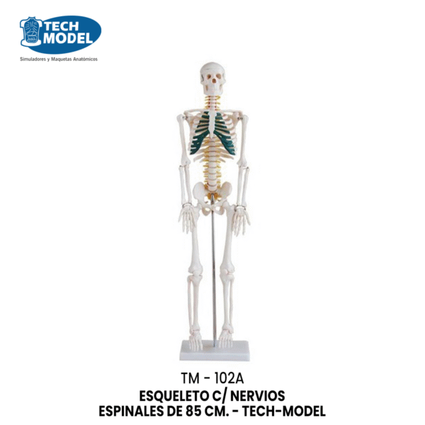 TM-102A TM-102A 85CM Skeleton with Spinal Nerves