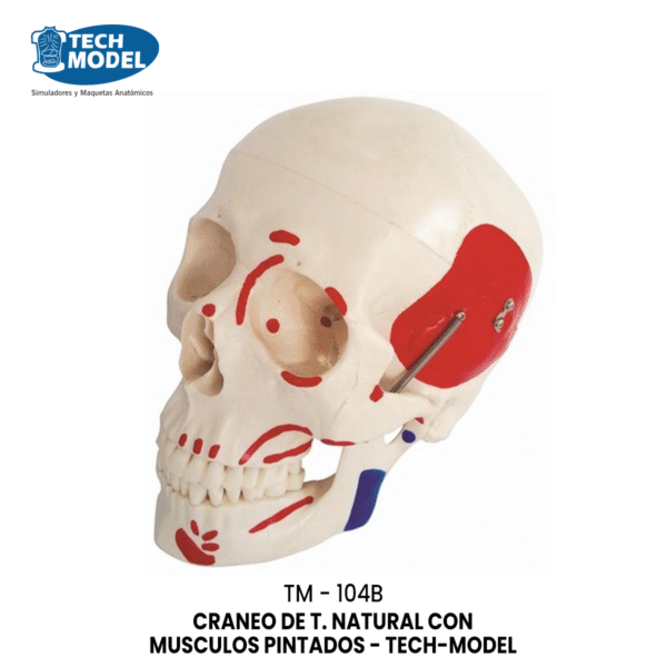 TM-104B Life-Size Skull with Painted Muscles