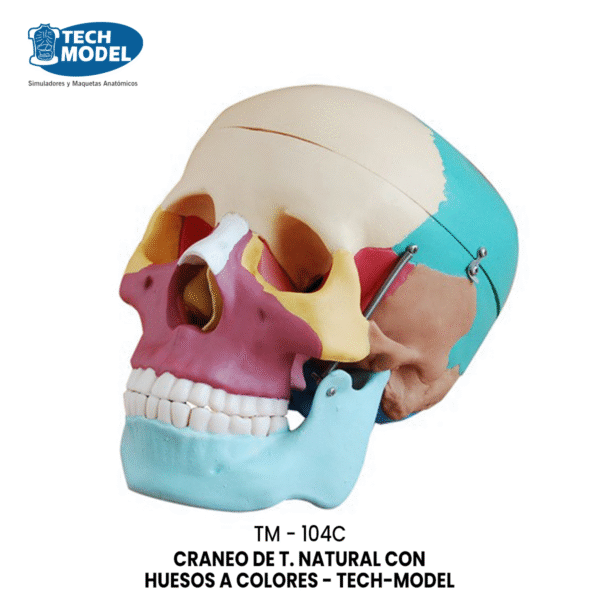 TM-104C TM-104C Life-Size Skull with Colored Bones