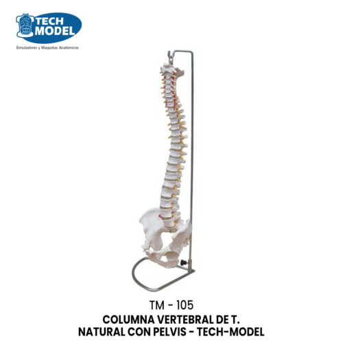 TM-105 TM-105 Life-Size Vertebral Column with Pelvis