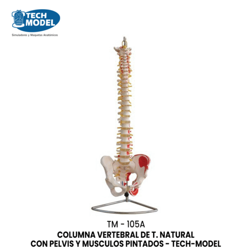 TM-105A TM-105A Vertebral Column with Pelvis