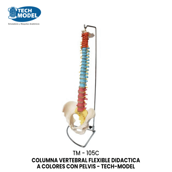 TM-105C Didactic Vertebral Column with Pelvis