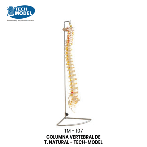 TM-107 TM-107 Life-Size Vertebral Column
