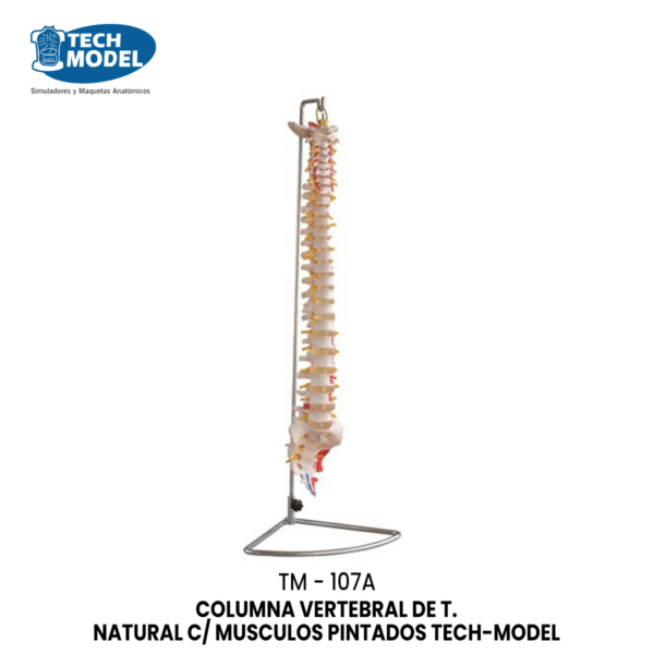 TM-107A TM-107A Vertebral Column with Painted