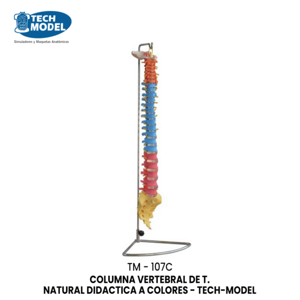 TM-107C Didactic Vertebral Column