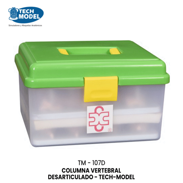 TM-107D TM-107D Life-Size Vertebral Column Disarticulate Model