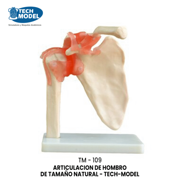 TM-109 Life-Size Shoulder Joint