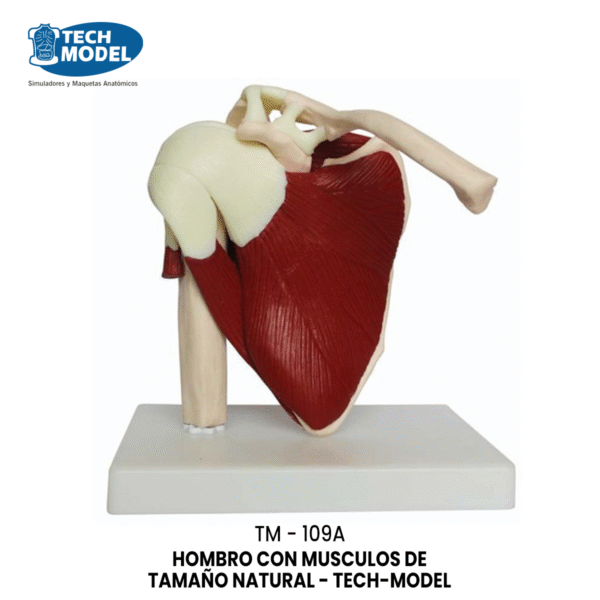 TM-109A Life Size Muscled Shoulder Joint
