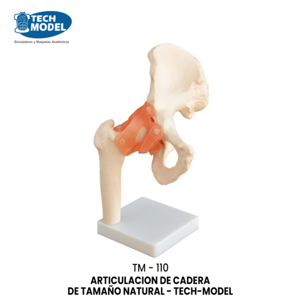 TM-110 TM-110 Life-Size Hip Joint