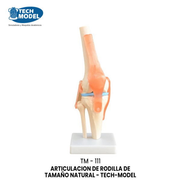 TM-111 Life-Size Knee Joint