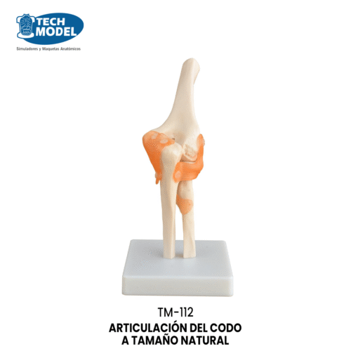TM-112 TM-112 Life-Size Elbow Joint