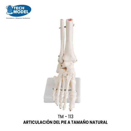 TM-113 TM-113 Life-Size Foot Joint