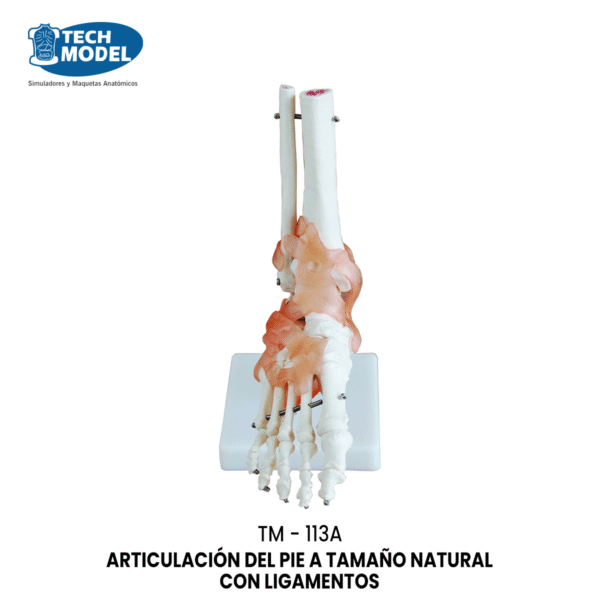 TM-113A Life-Size Foot Joint with Ligaments