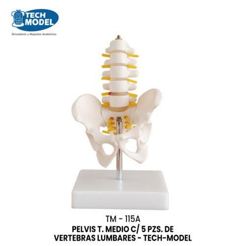 TM-115A TM-115A Half-Size Pelvis with 5pcs Lumbar Vertebrae
