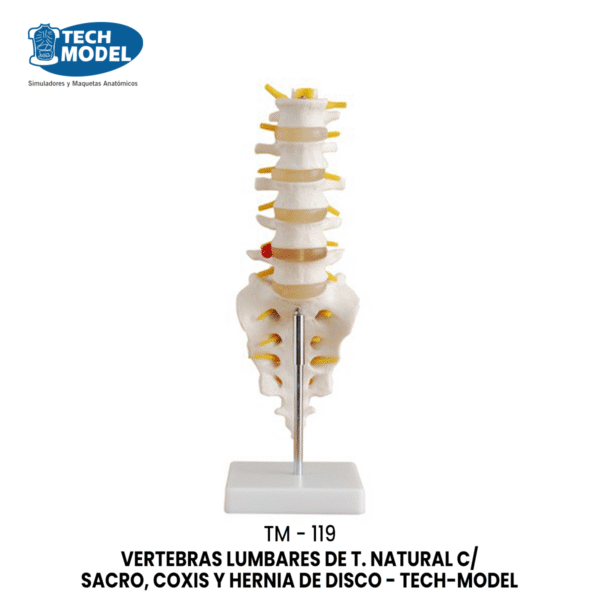 TM-119 TM-119 Life-Size Lumbar Vertebrae with Sacrum & Coccyx