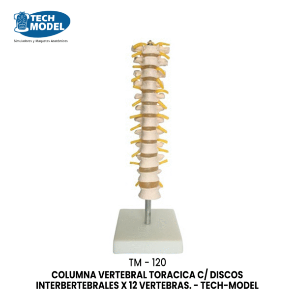 TM-120 Thoracic Spinal Column