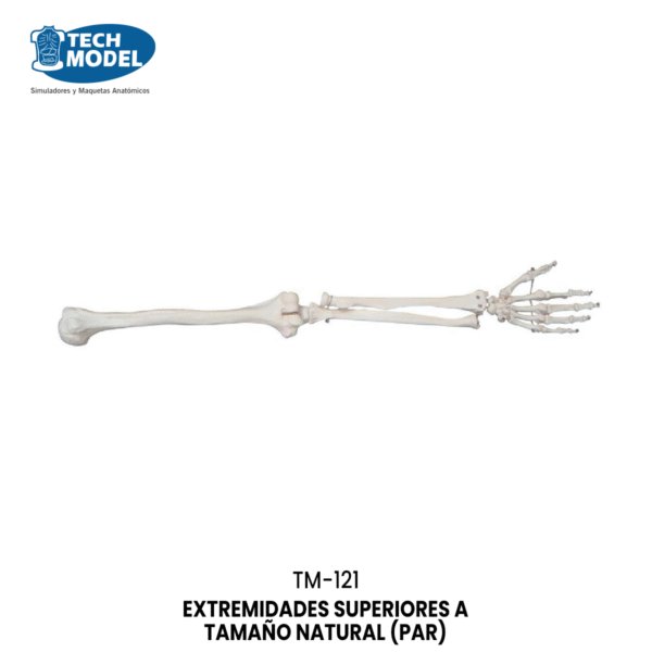 TM-121 TM-121 Life-Size Upper Extremity (In pairs)