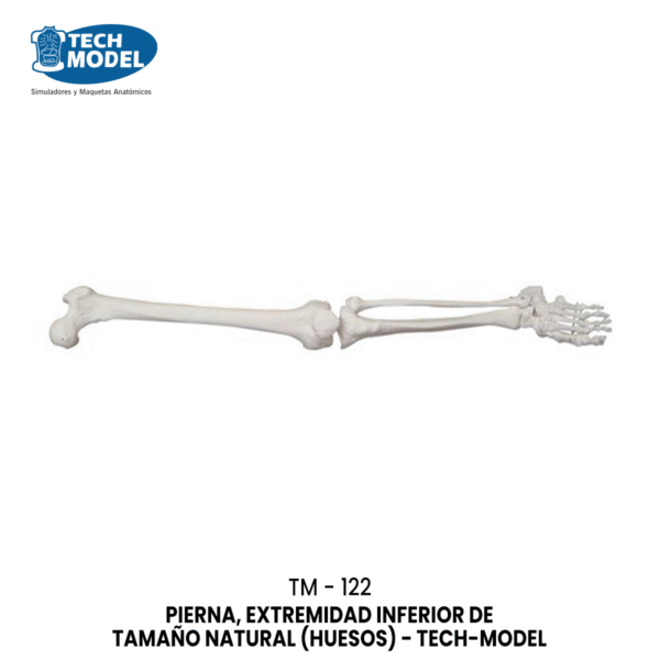 TM-122 Life-Size Lower Extremity (In pairs